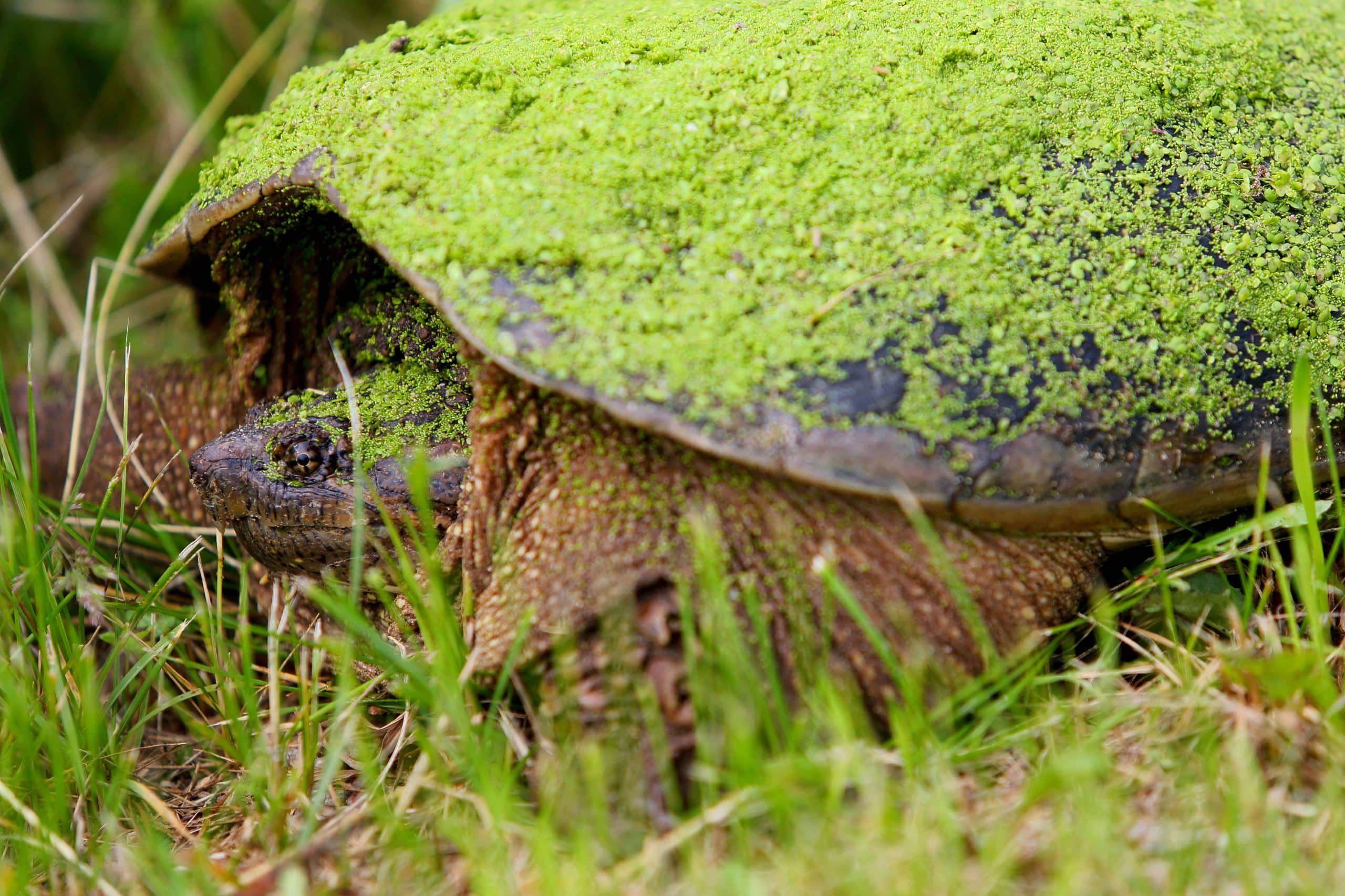 Wildlife of Kenauk Nature